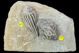 Crinoid Plate (Macrocrinus & Cyathocrinites) - Crawfordsville #94823-2